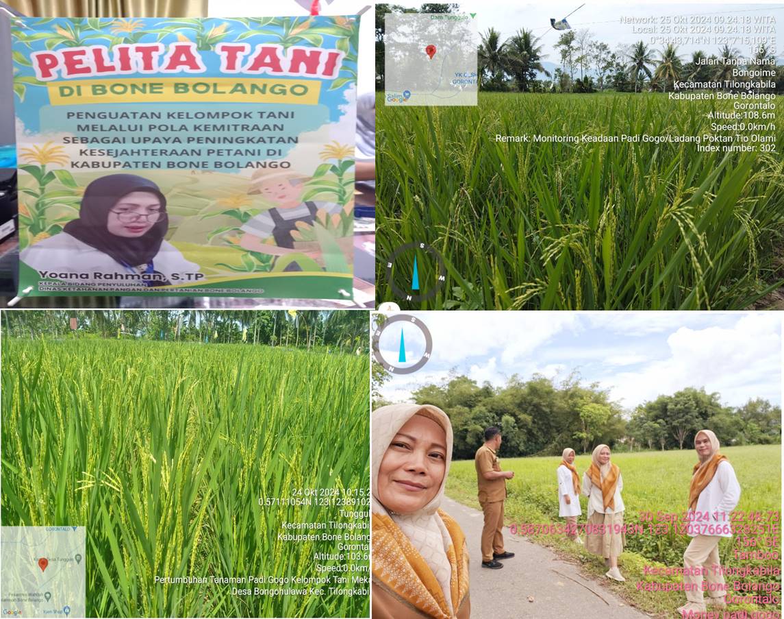 Monitoring Pertumbuhan Padi Gogo Varietas Inpago 13 Fortiz oleh Kepala Bidang Tanaman Pangan Dan Kepala Bidang Penyuluhan Dinas Ketahanan Pangan Dan Pertanian Kabupaten Bone Bolango di Tilongkabila