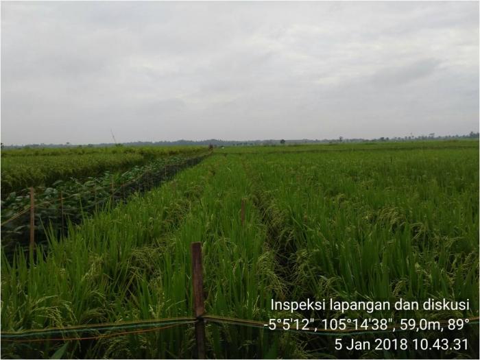 adopsi teknologi  jajar legowo di kampung goras jaya kecamatan bekri