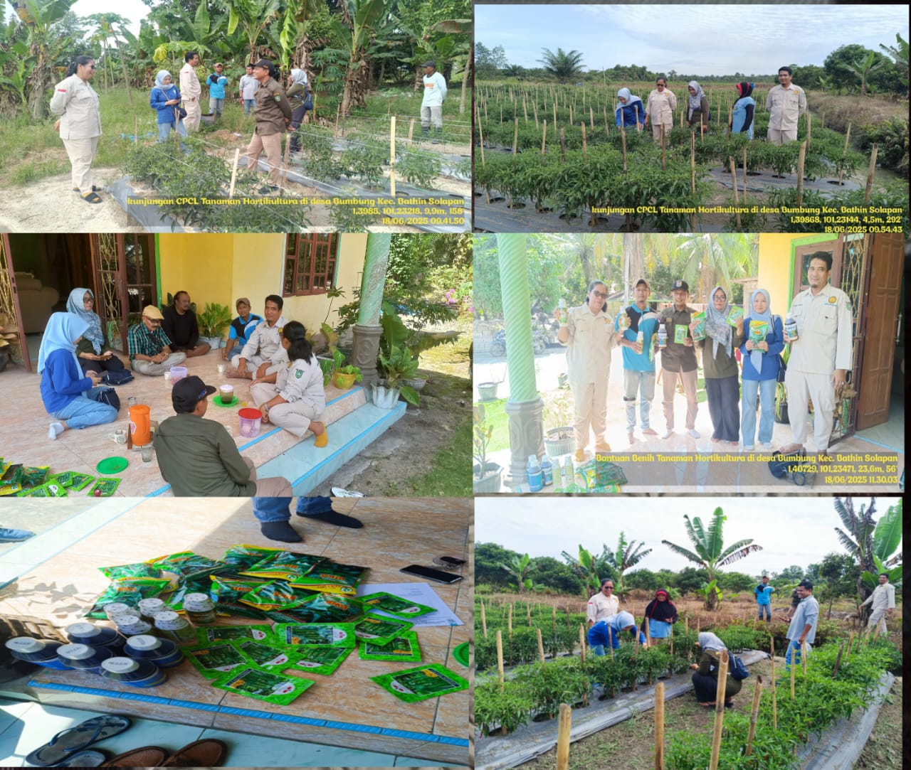 CPCL TANAMAN HORTIKULTURA KE POTAN ARJUNA ALASSARI DESA BUMBUNG OLEH DINAS TPHP KABUPATEN BENGKALIS