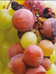 Jenis Ã¢â‚¬ Jenis Penyakit Penting Pada Tanaman Anggur