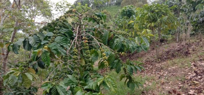 Sistem Pemangkasan Pada Tanaman Kopi