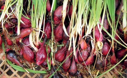 BAWANG TIWAI SEBAGAI PANGAN FUNGSIONAL