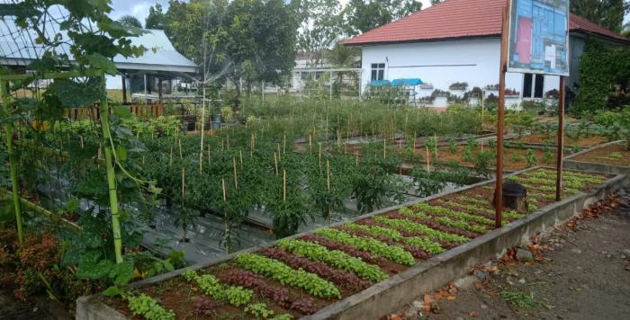 MENANAM SAYURAN ITU SANGAT MUDAH