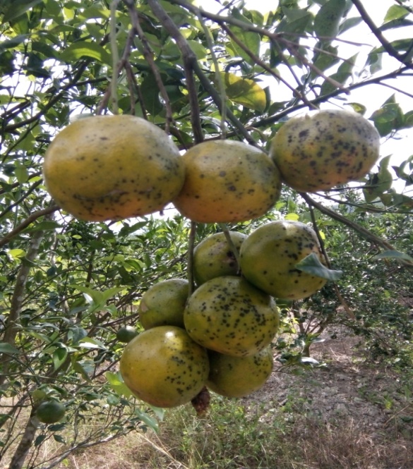 Antisipasi Panen Raya Jeruk