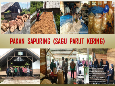 PAKAN TERNAK SAPURING (SAGU PARUT KERING) PLUS SEBAGAI PAKAN TERNAK BERBASIS KEARIFAN LOKAL
