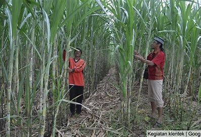 PENINGKATAN KAPASITAS PERMODALAN PETANI TEBU  MELALUI KUR KKPE TEBU