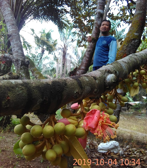 MENGATASI GUGUR BUNGA DAN BUAH PADA TANAMAN DURIAN