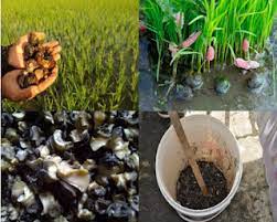 Belajar membuat mol dari hama Keong Mas