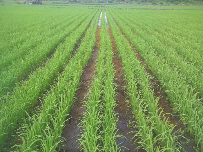 Budidaya Padi Ã¯Â¿Â½RAISAÃ¯Â¿Â½