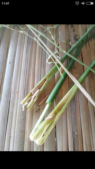 Jenis-Jenis Hama yang Paling Sering Menyerang Padi