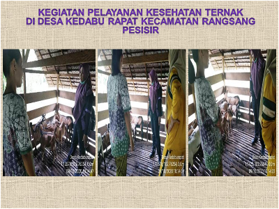 KEGIATAN PELAYANAN KESEHATAN TERNAK  DI DESA KEDABU RAPAT KECAMATAN RANGSANG PESISIR