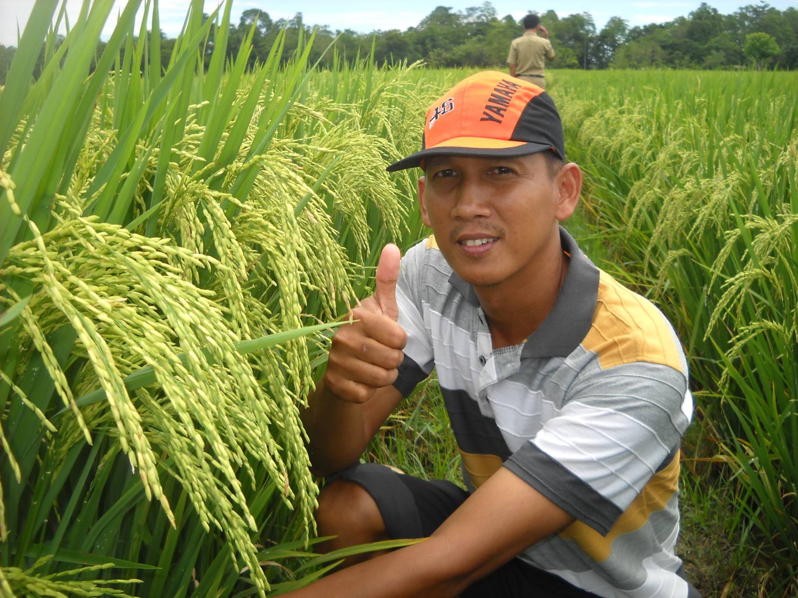 Standar Perbanyakan Pisang Barangan secara Kultur Jaringan