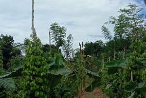 TEKNOLOGI BUDIDAYA TANAMAN LADA DENGAN BERBAGAI  TANAMAN SELA