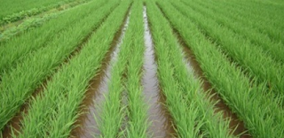 Mengkaji Sistem  Tanam Jajar Legowo  Dari Aspek Teknis Dan Produktivitas