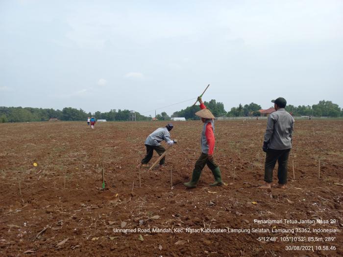 TEKNIS PERBENIHAN JAGUNG HIBRIDA
