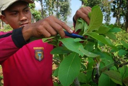 Teknik Membuat Stek Pucuk Jati