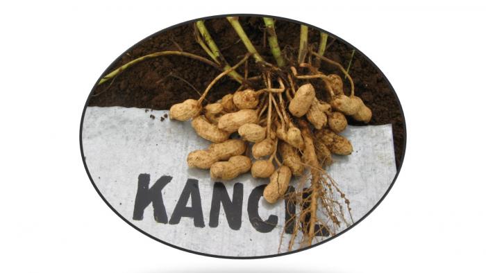 JUMLAH BENIH PER LUBANG TANAMAN DAN  JARAK TANAM KACANG TANAH