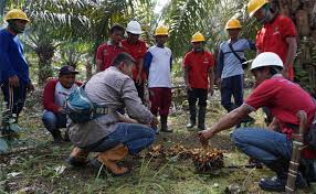LANGKAH KELOMPOKTANI  MENGEMBANGKAN PRODUKSI KELAPA SAWIT