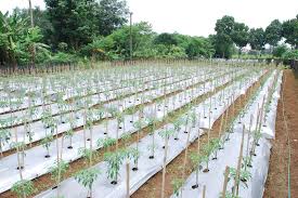 tatacara budidaya cabe merah 