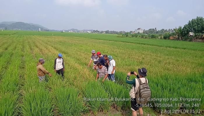 PENGENDALIAN TIKUS PADA TANAMAN PADI