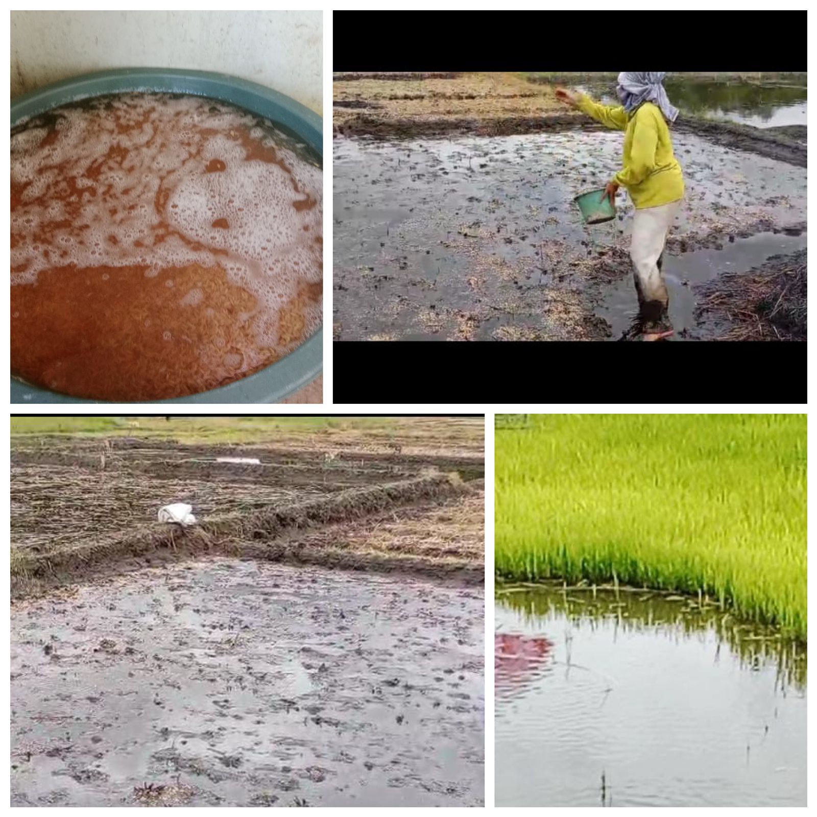 Persemaian Benih Padi Sawah