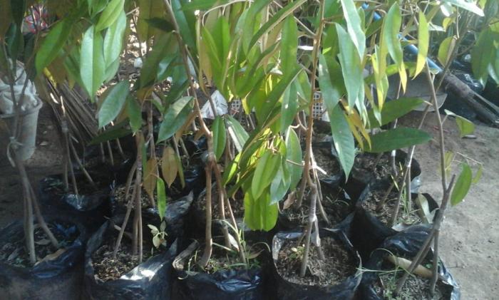 CARA MENANAM POHON DURIAN TABULAPOT