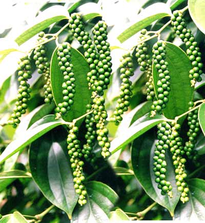 UPAYA MENEKAN LOSSES JAGUNG