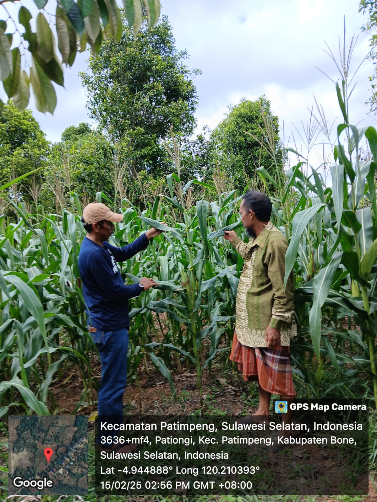 TEHNIS PENGENDALIAN HAMA UTAMA PADA TANAMAN JAGUNG