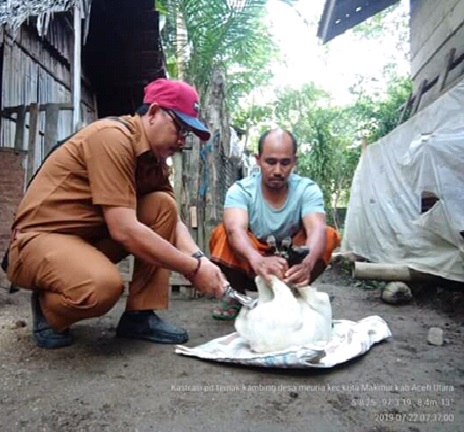 Kastrasi Pada Ternak Kambing