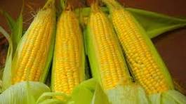 Hal-hal Penting yang Harus Diperhatikan oleh Kelembagaan Ekonomi Petani (KEP) dan Mitra Usaha