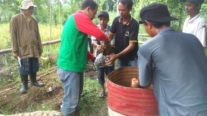 Membuat Pupuk Organik Cair Dari Buah Buahan Busuk