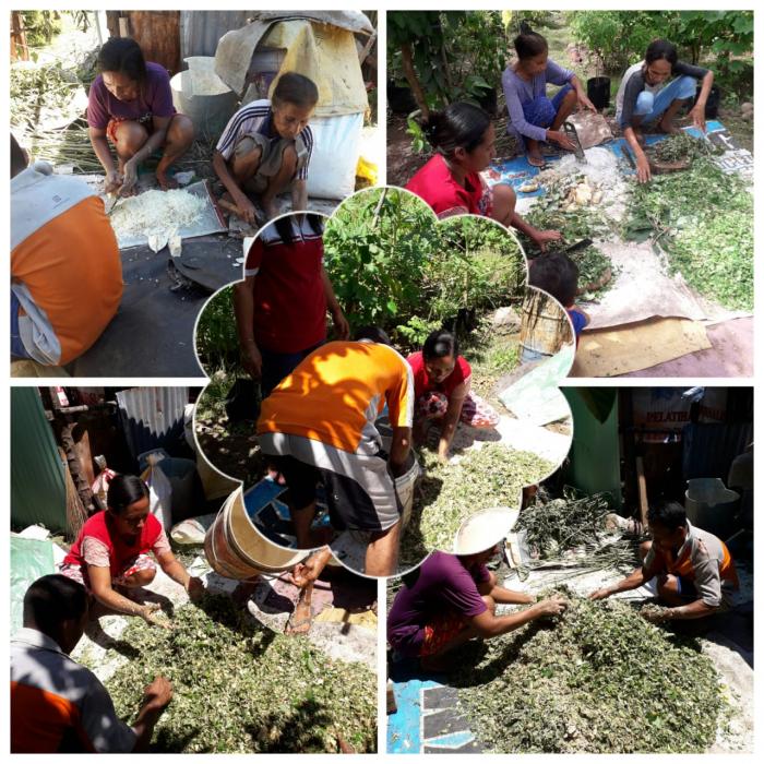 PAKAN FERMENTASI UNTUK TERNAK BABI PENGEMUKAN