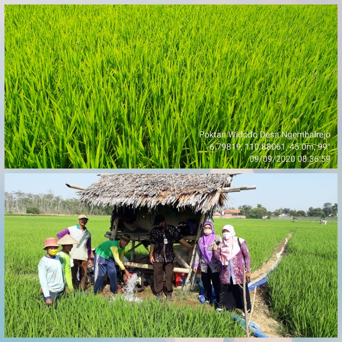 POMPANISASI SEBAGAI UPAYA TINGKATKAN PRODUKSI PADI DI MUSIM TANAM KETIGA