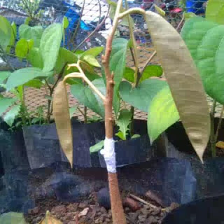 Panduan Sambung Pucuk Pada Pohon Durian, Kec. Ngebel