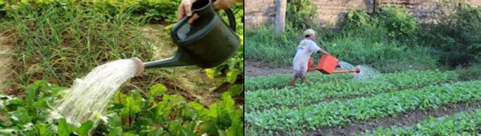 Pentingnya Air Bagi Tanaman Budidaya