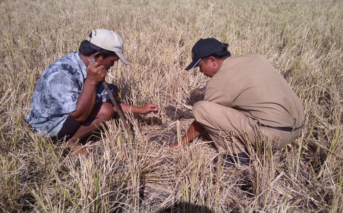  PEMANFAATAN LAHAN PEKARANGAN DI DESA BUNUO KECAMATAN BULANGO UTARA