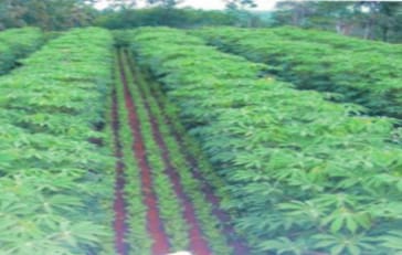 Optimalisasi Lahan Kering Tumpangsari Ubikayu dengan Kacang Tanah