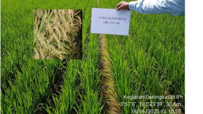 MEMBANDINGKAN HASIL PADI VARIETAS INPARI 39 TADAH HUJAN AGRITAN DAN INPARI 41 TADAH HUJAN