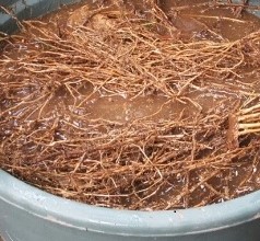 Fungsi PGPR (Plant Growth Promoting Rhizobacteria) Bagi Tanaman