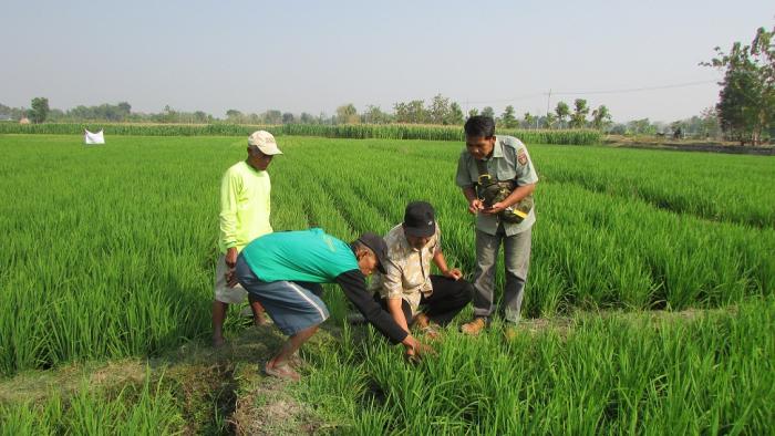 Hama Penggerek Batang Padi dan Cara Pengendaliannya di Poktan Panorama Desa Tawun Kec. Kasreman Kab. Ngawi Provinsi Jawa Timur