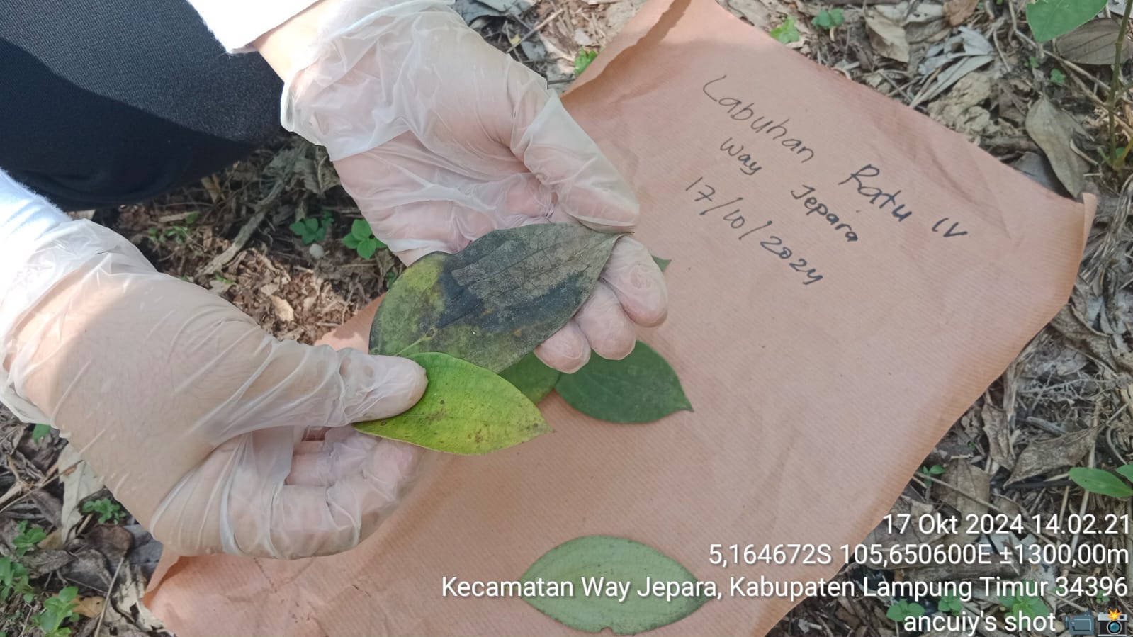 Mengenal Penyakit Busuk Pangkal Batang Lada