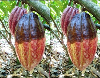 Pengendalian Penyakit Busuk Buah Kakao