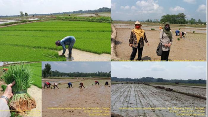 MENGENALKAN  PADI VUB INPARI NUTRI ZINC, PADI KAYA NUTRISI MENCEGAH RESIKO STUNTING