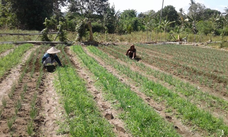 Budidaya Bawang Merah