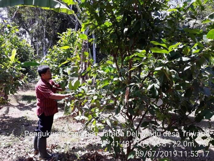 pemangkasan pohon jambu air