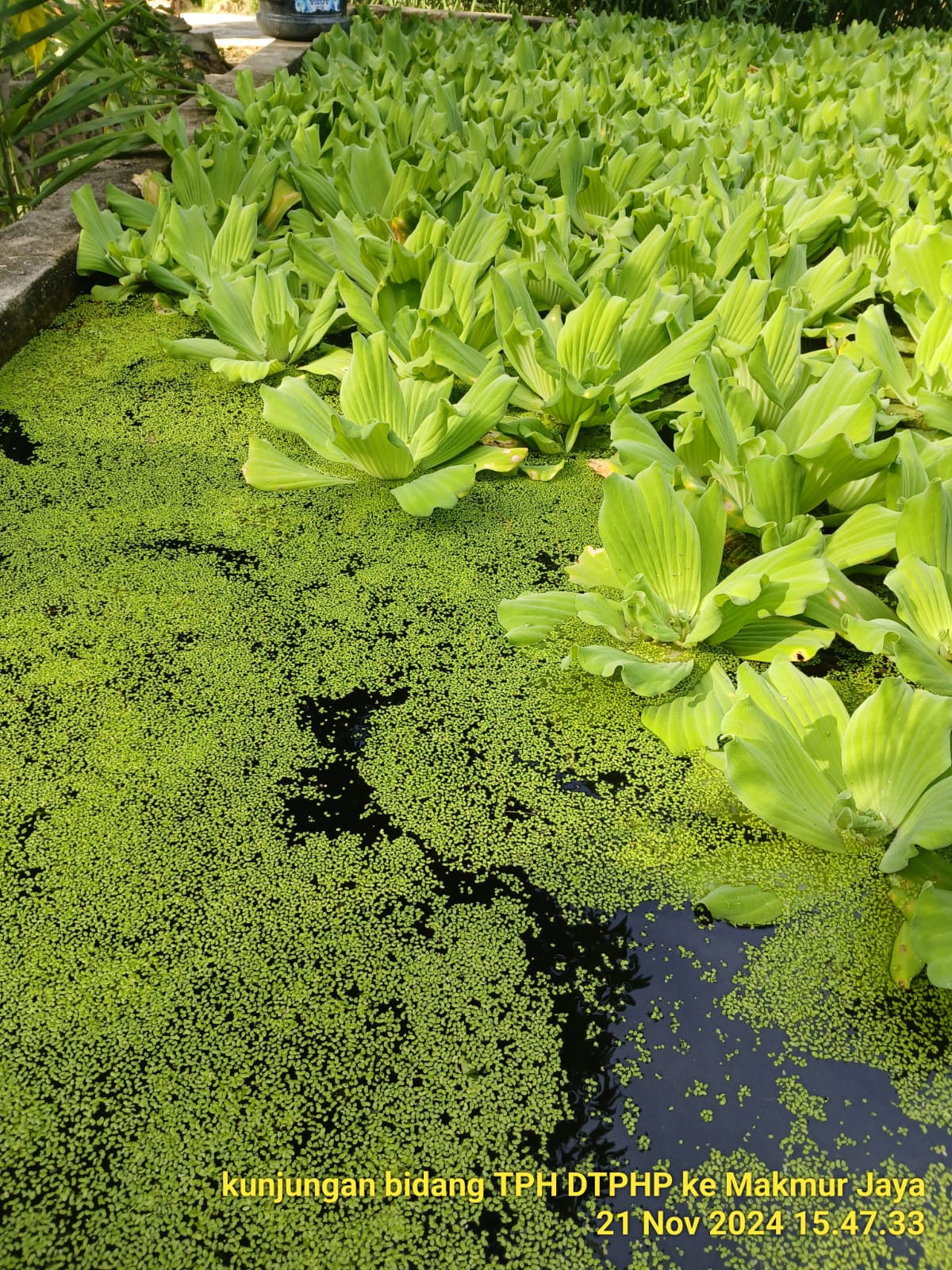 Mengenal Manfaat Tanaman Mata Lele Bagi Pertanaman Padi