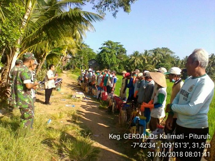 Pengendalian Hama Walang Sangit   (leptcorisa Oratorius) Pada Tanaman Padi Sawah