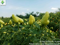 PENGENDALIAN HAMA  TANAMAN CABAI