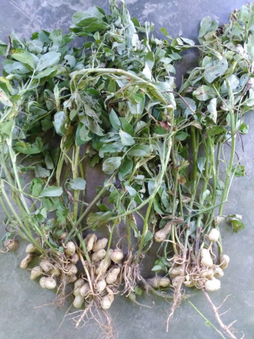 Budidaya Kacang Tanah