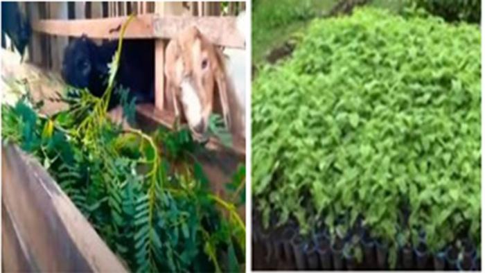 TANAMAN TURI (Sesbania grandiflora)  PAKAN TERNAK BERGIZI TINGGI